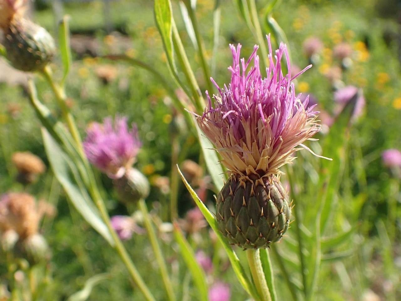 Klasea radiata 2