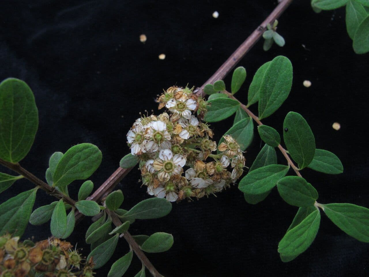 Espirea 5