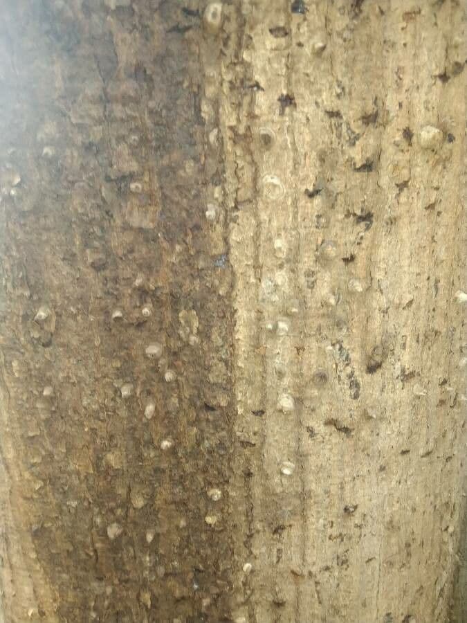 Andira inerme 12
