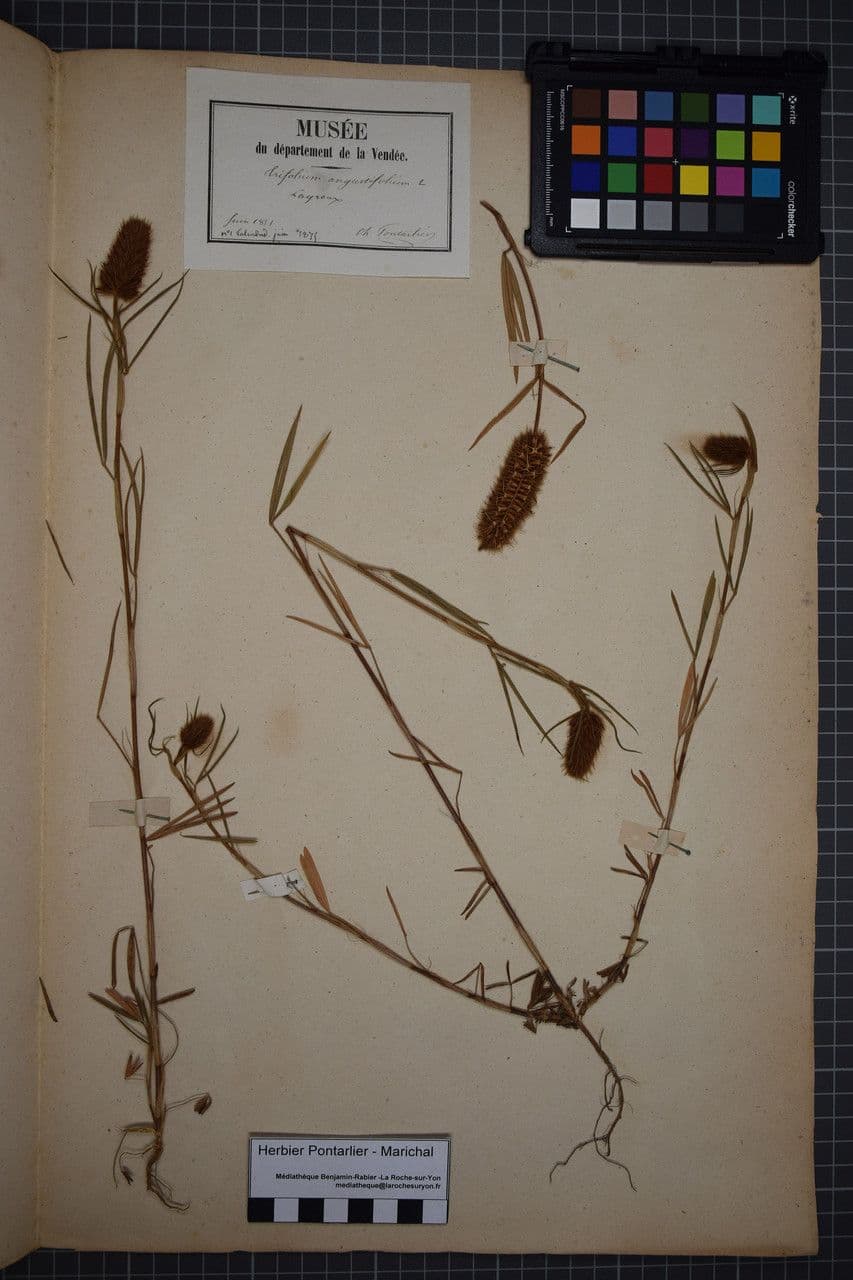 Schmalblättriger Klee 26