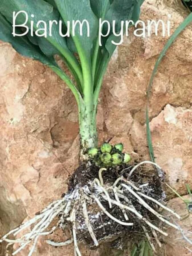 Biarum 2