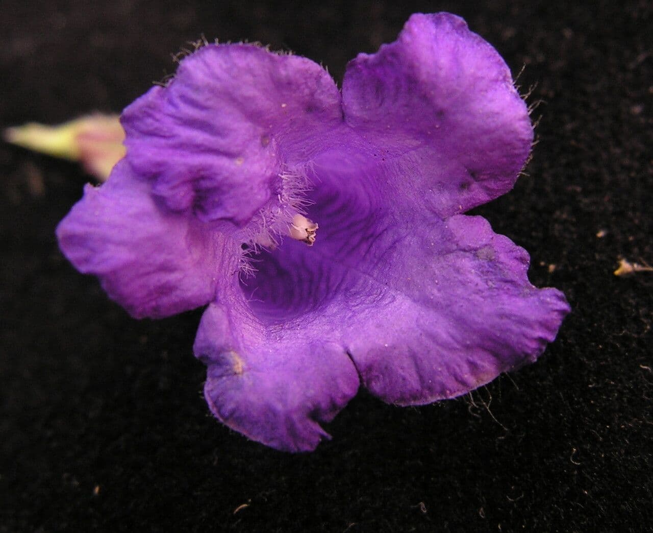 Strobilanthes 5