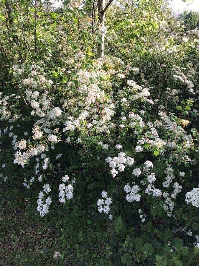 Spiraea ulmifolia 10