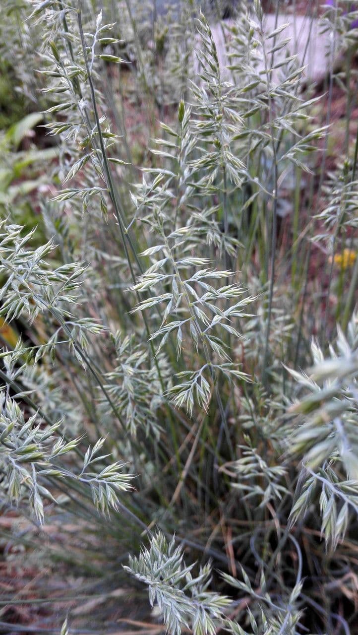 Festuca ovina 17