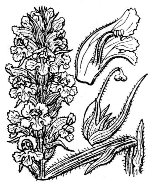 Orobanche maggiore 15