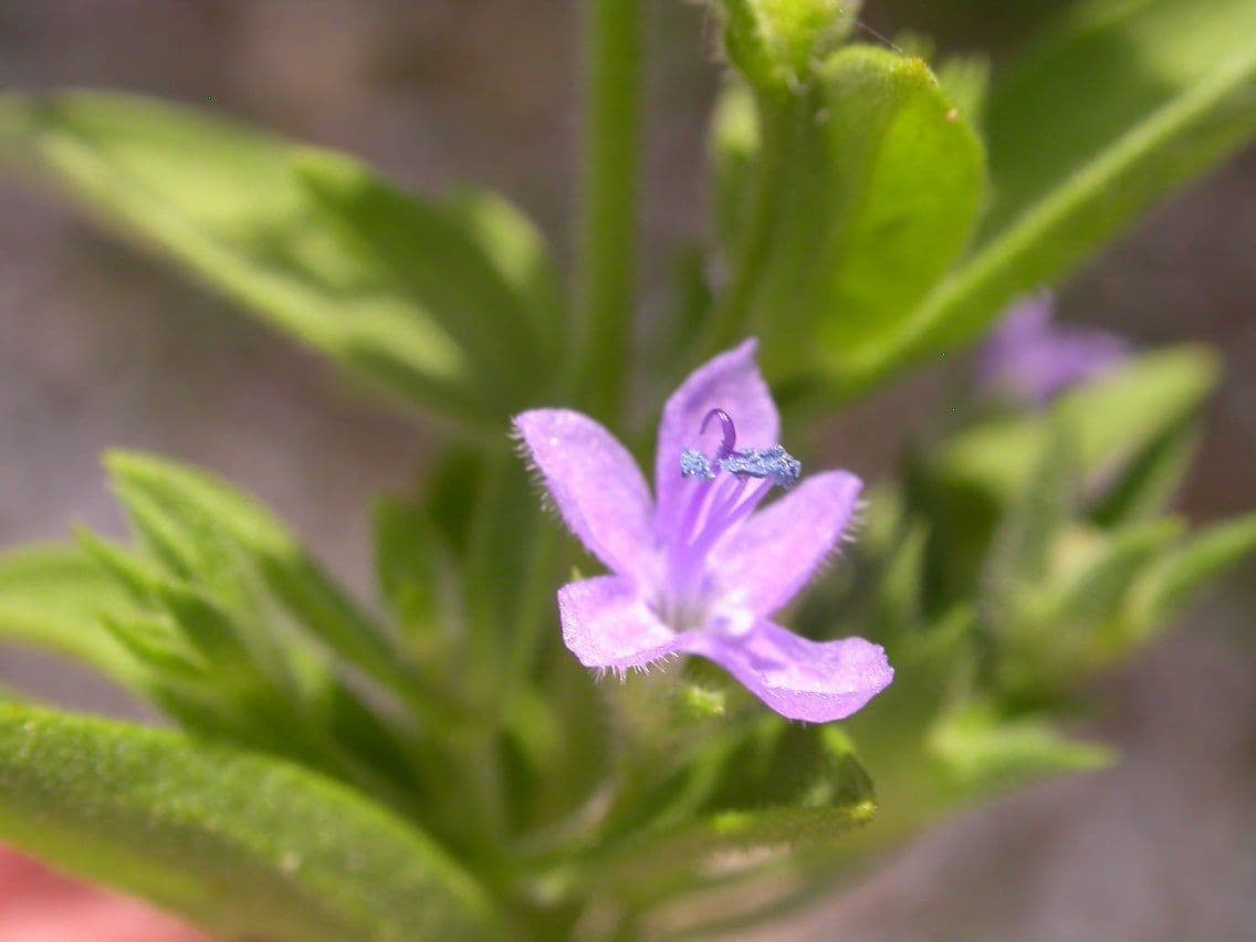 Trichostema 2