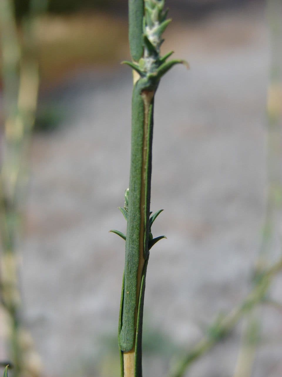Lattuga viminea 22