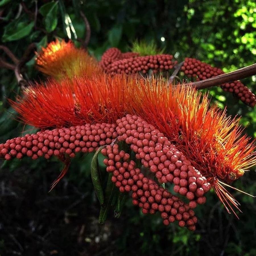Combretum 3