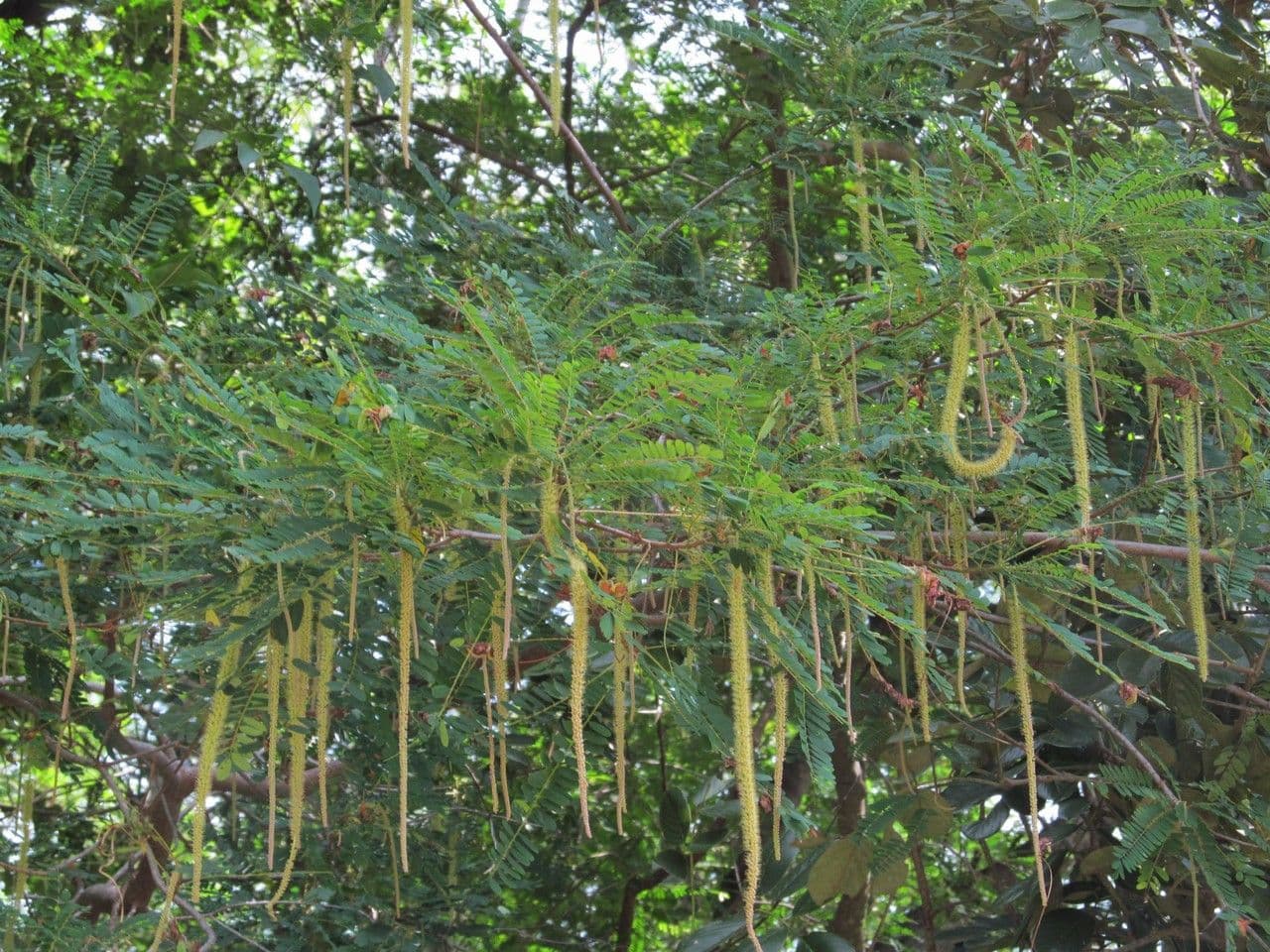 Amorphoides Alvaradoa 9