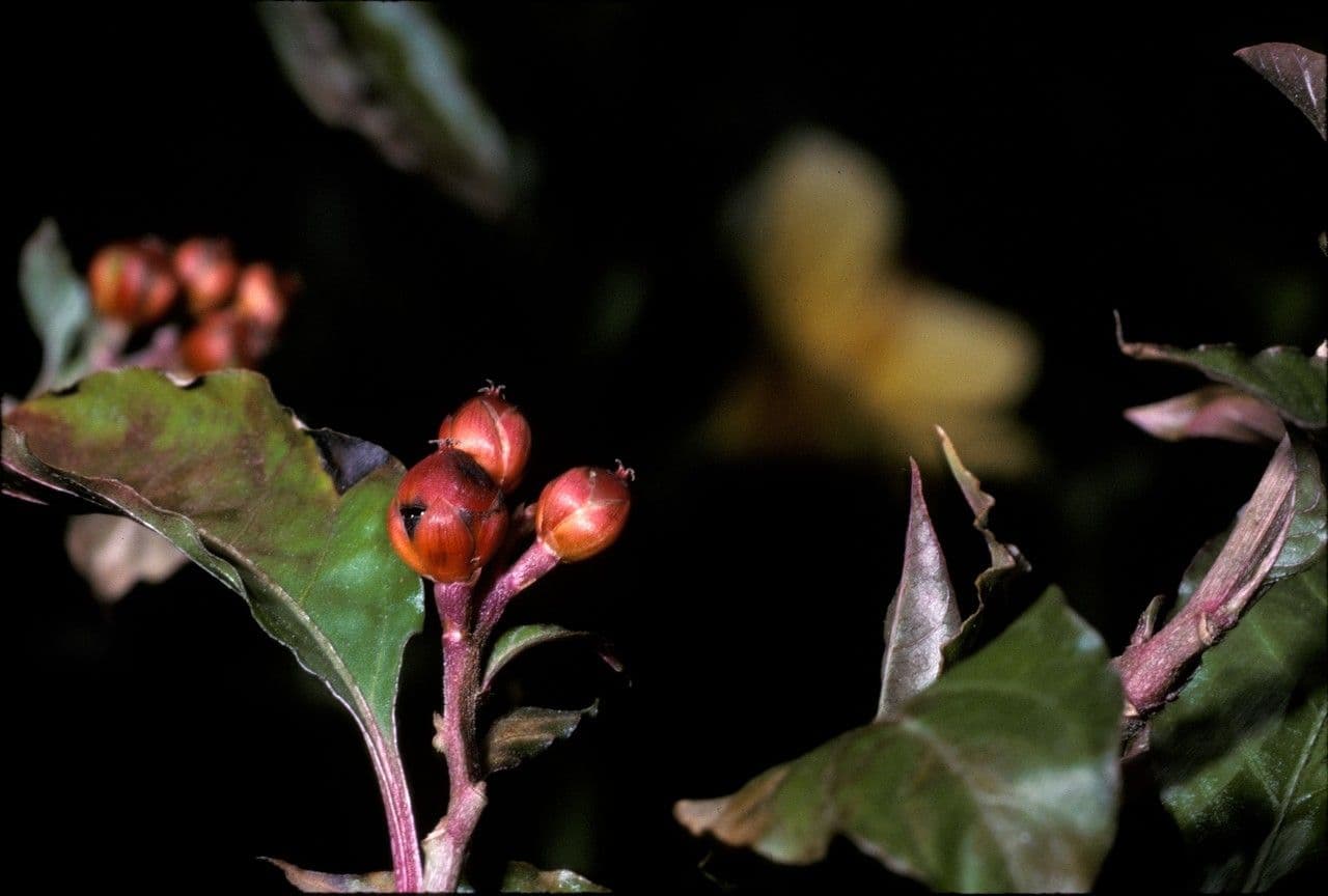 Pleuropetalum 4