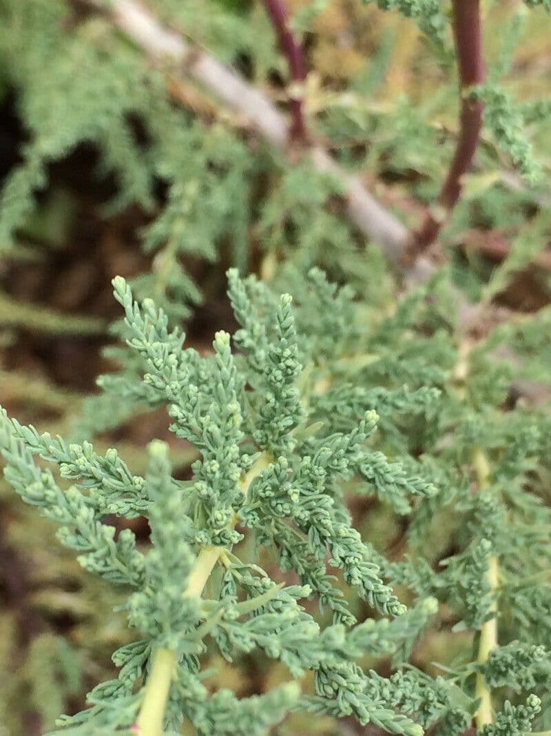 Miricaria germanica 19