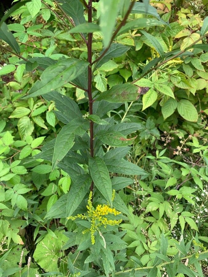 Doellingeria umbellata 14