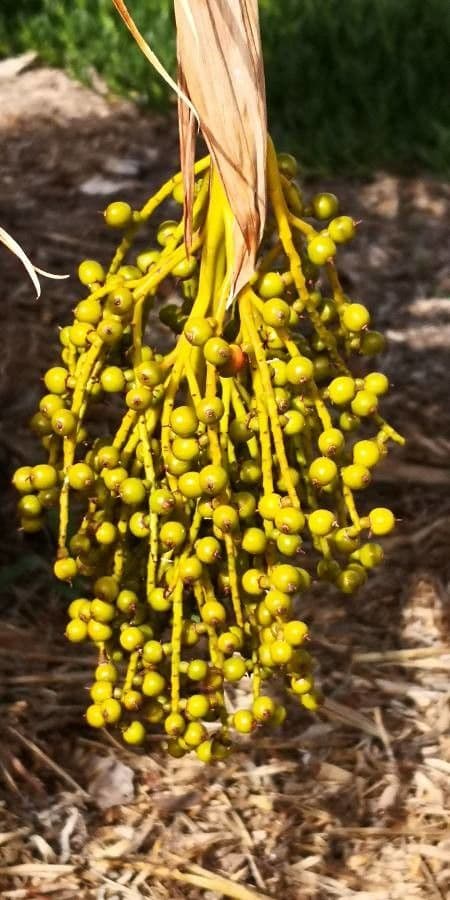 Pritchardia