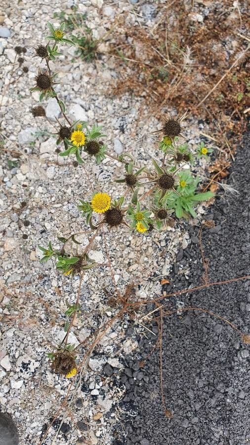 Asteroide spinoso 15