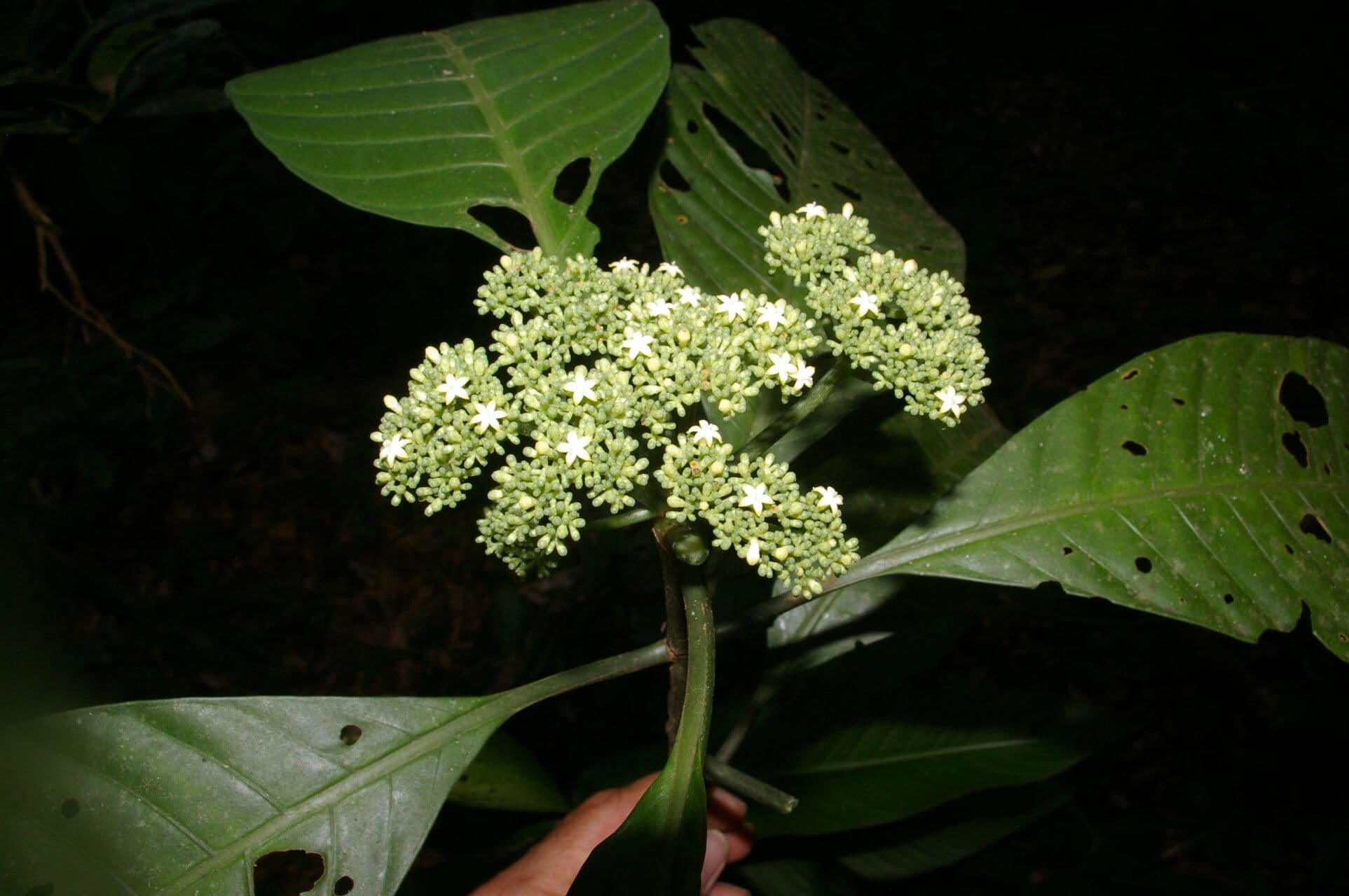 Psychotria 4