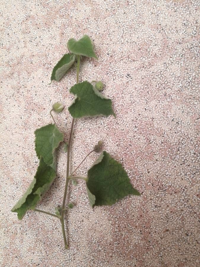 Herissantia Crispa 8