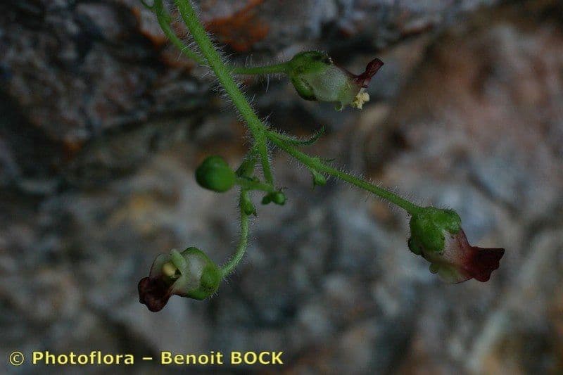 Scrofularia 9