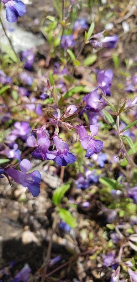 Collinsia viola 2