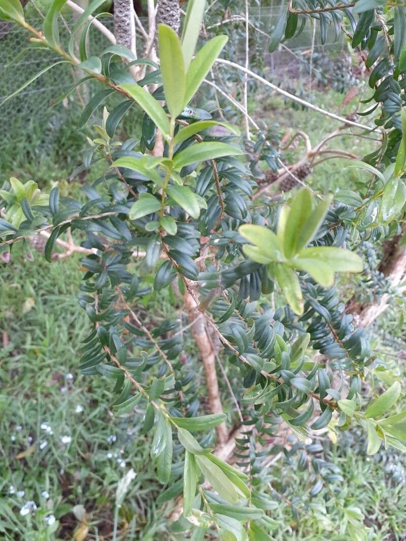 Teebaum 13