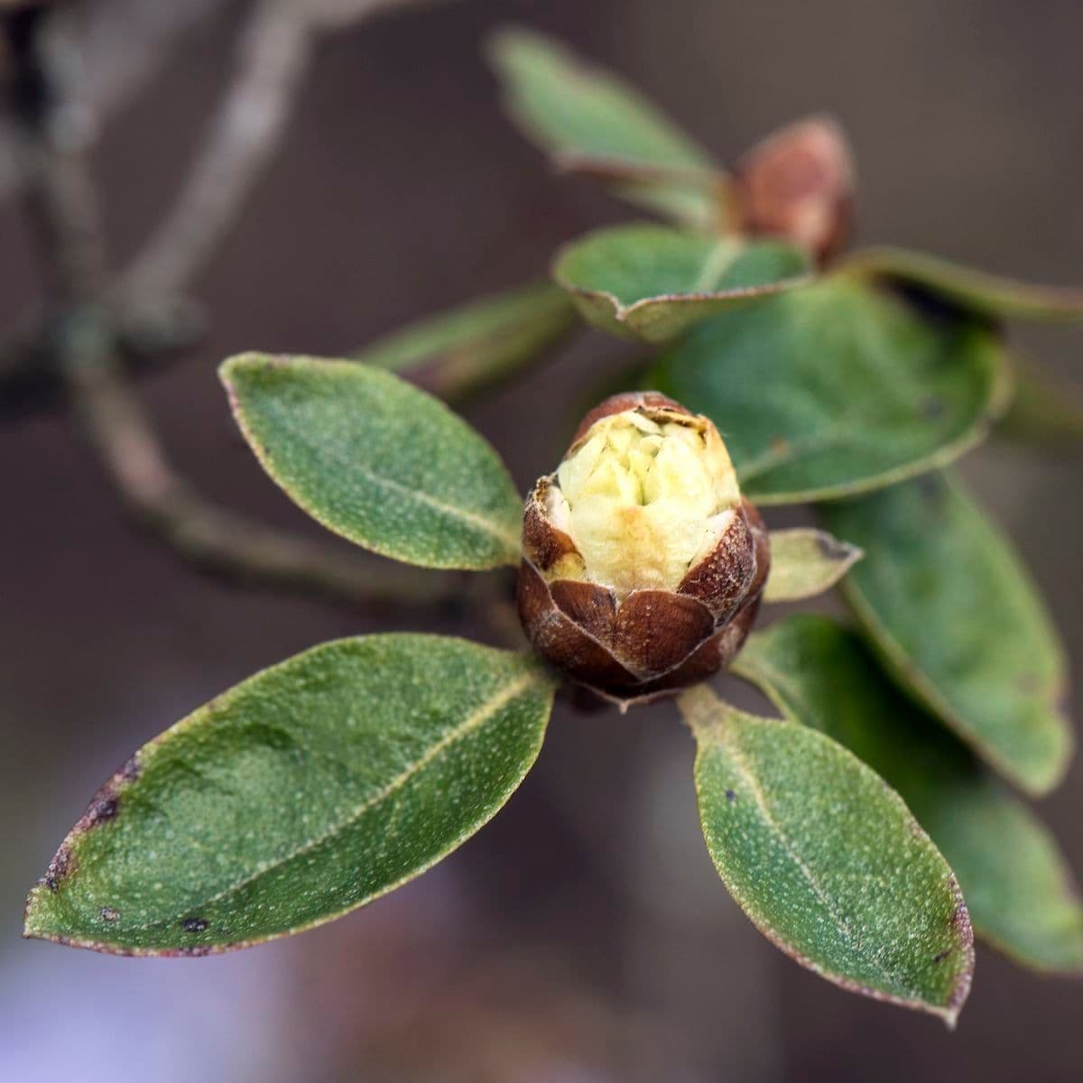 Rododendro 22