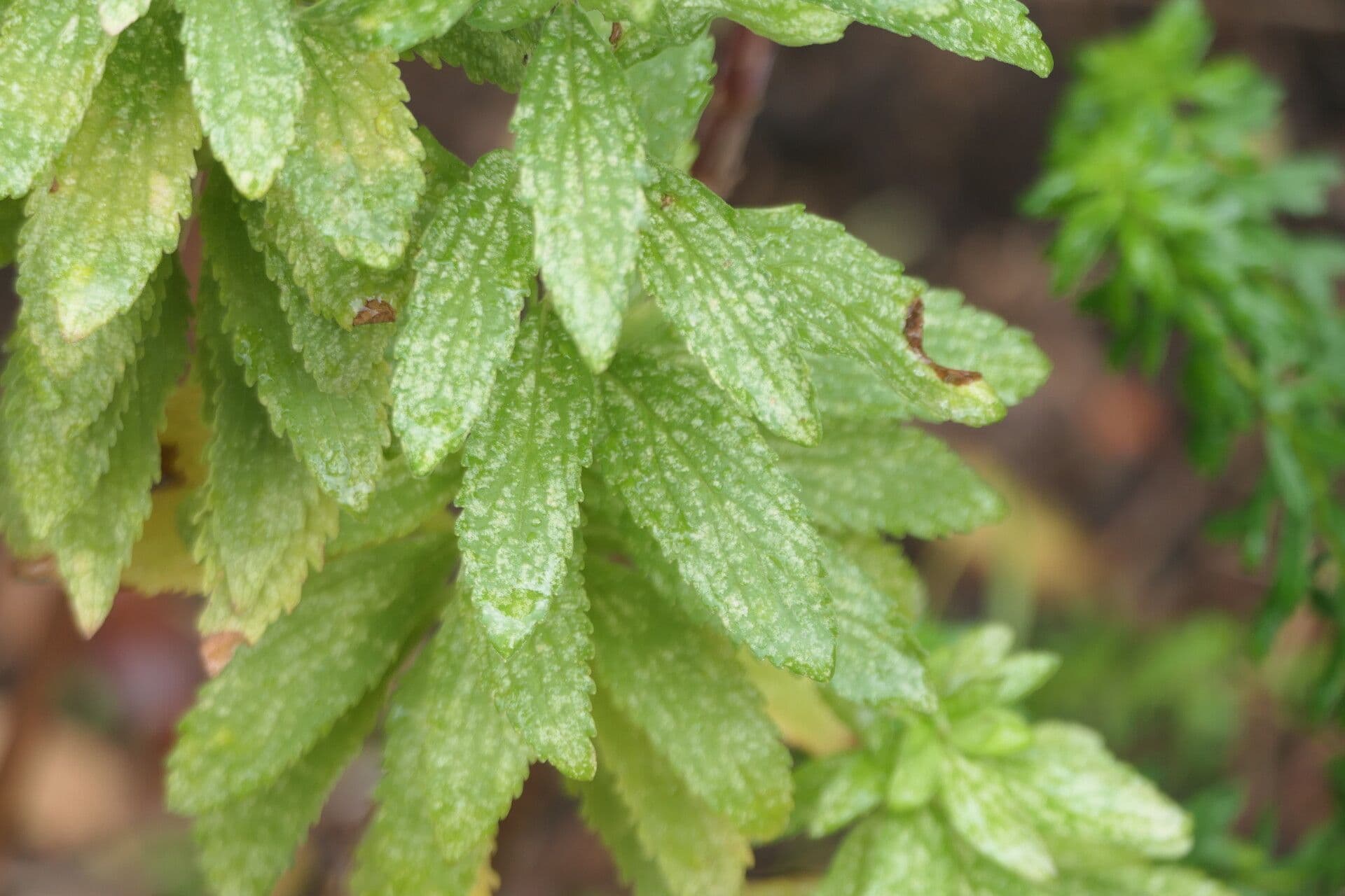 Coleus 3