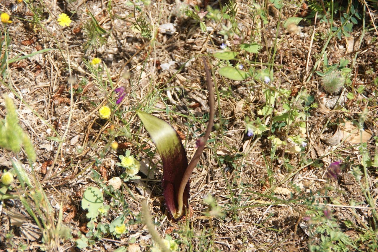 Schmalblättriges Biarum 8