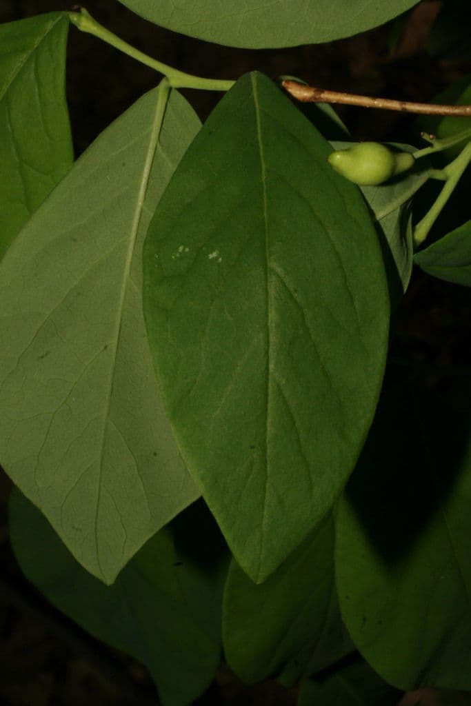 Dirca palustre 13