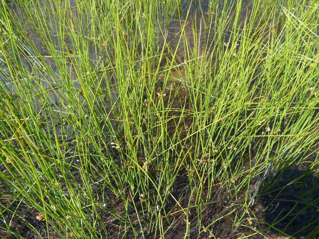 Giunco filiforme 13