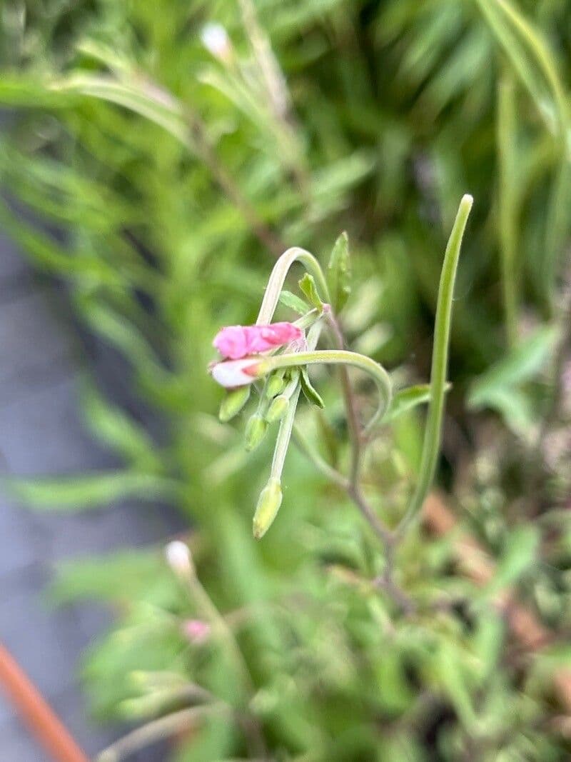 Epilobium lanceolatum 8