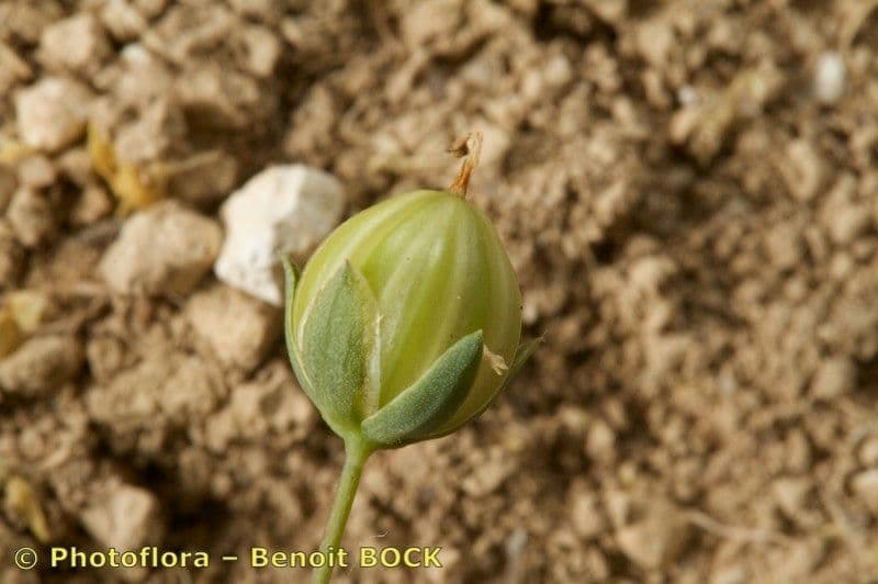 Linum leonii