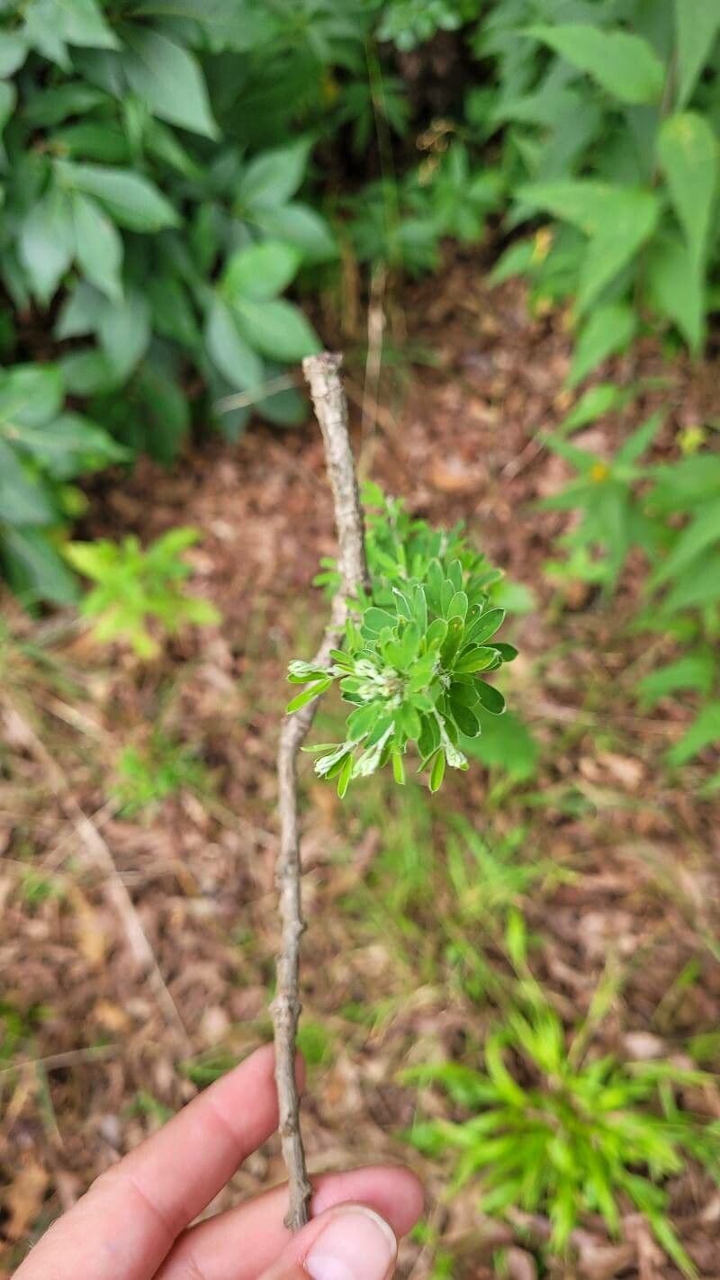 Lespedeza 14