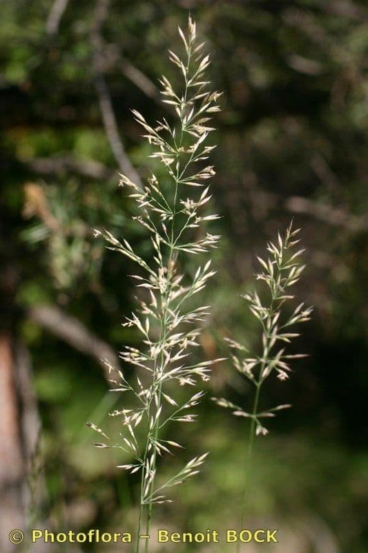 Trzcinnik pstry 26