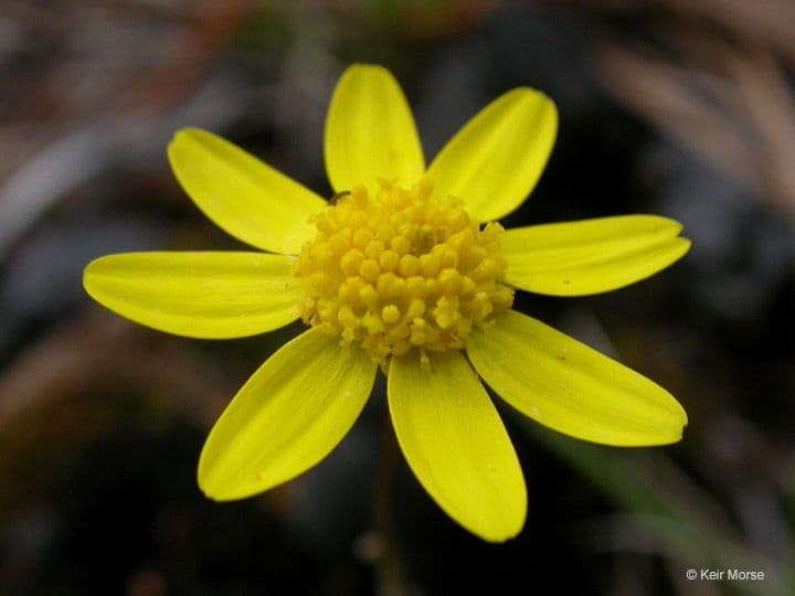 Crocidium multicaule 8