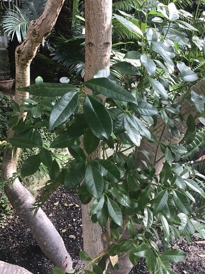 Picconia excelsa 3