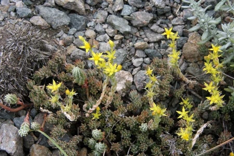 Sedum di Urville