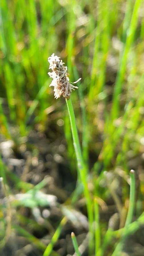 Sedge bonariensis 10