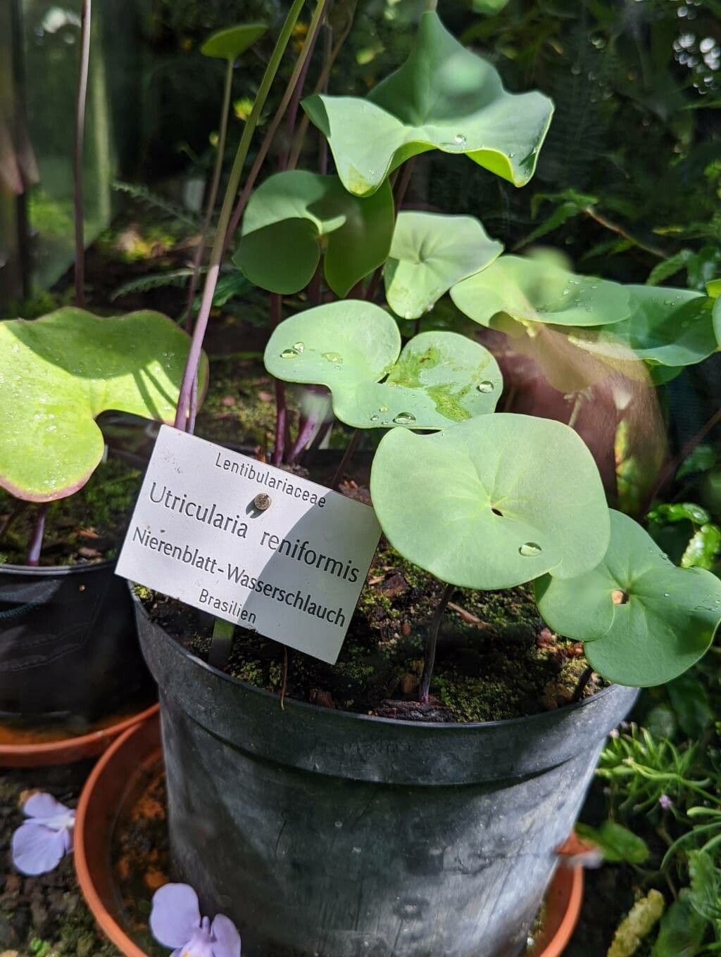 Utricularia reniforme 11
