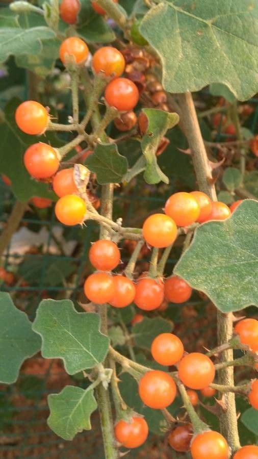 Solanum 4