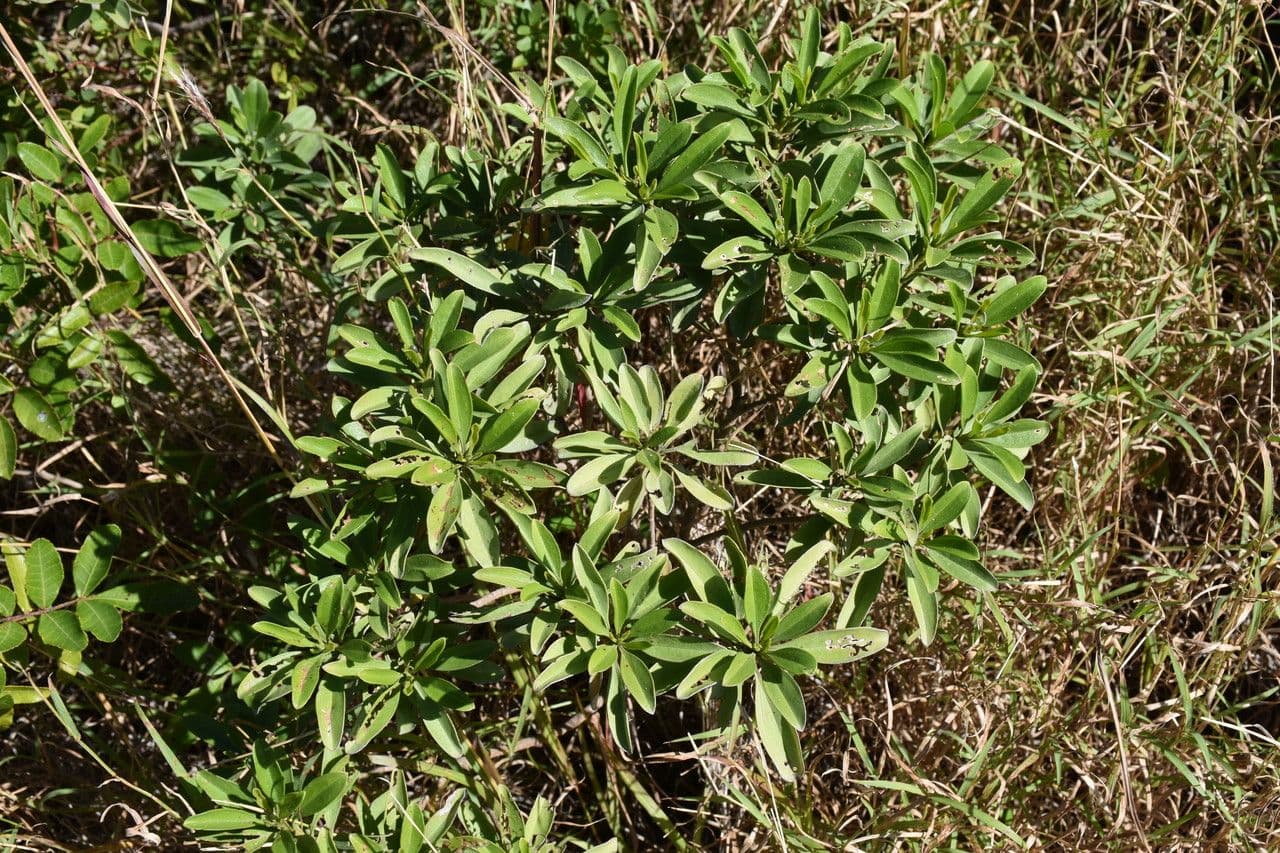 Psiadia 2