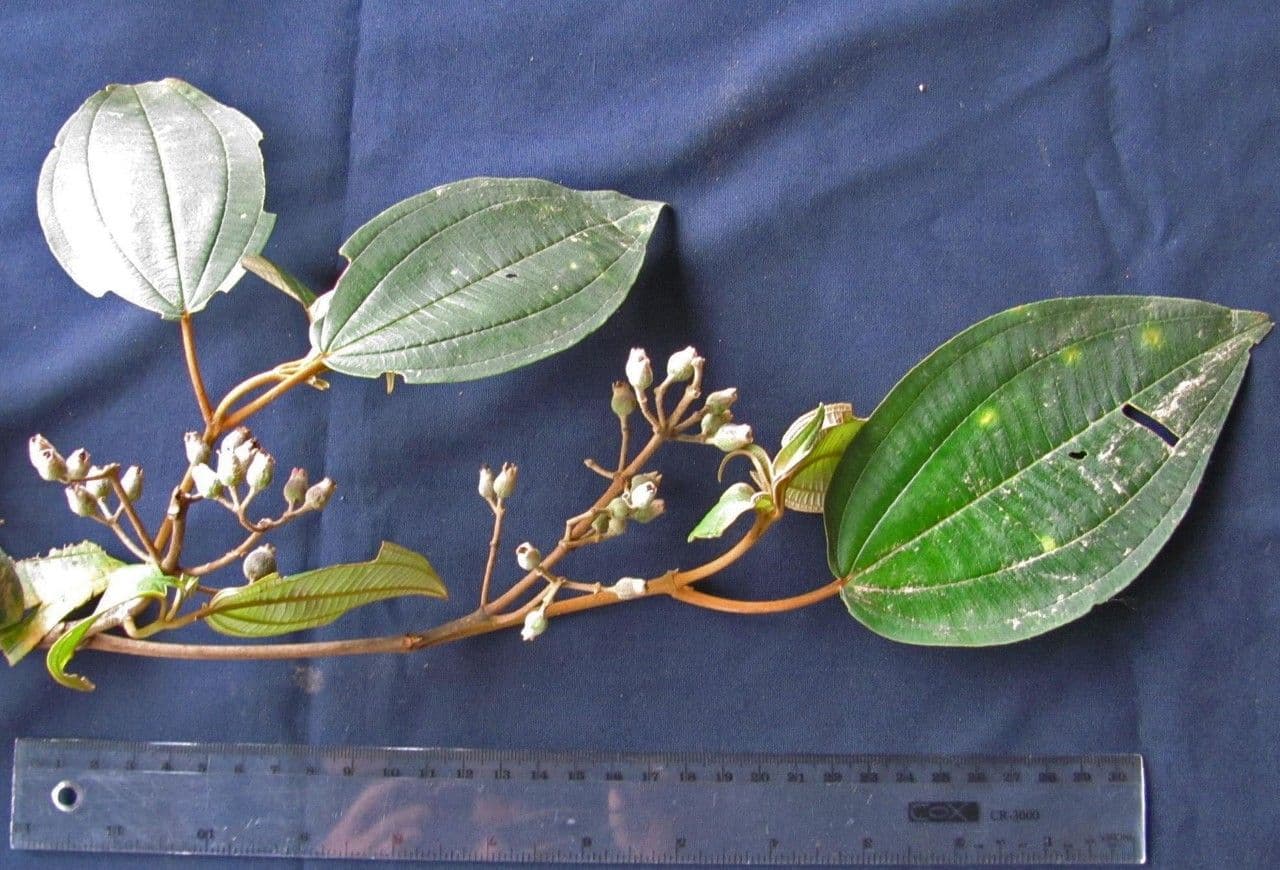 Miconia a dodici stami 11