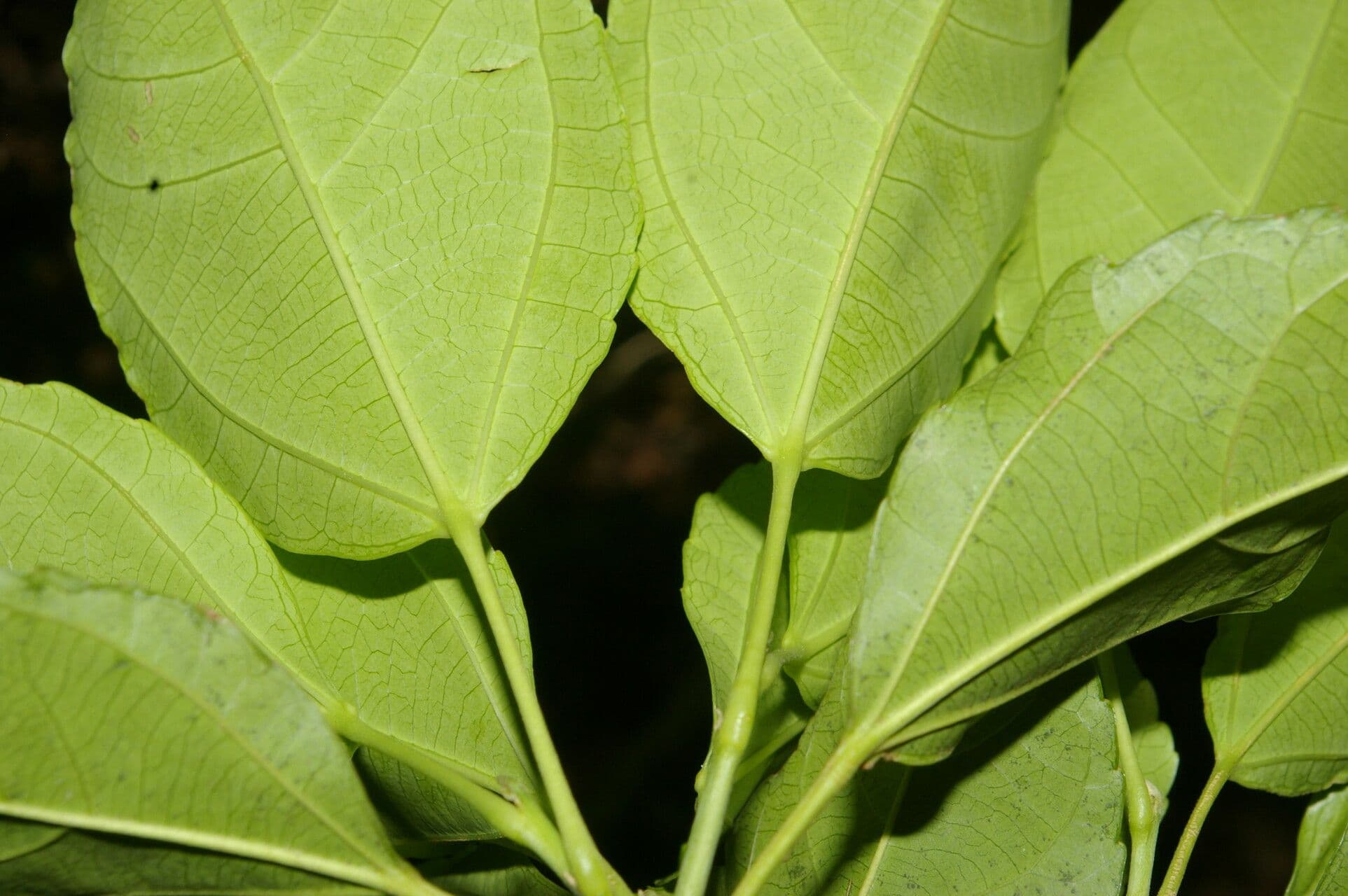 Hasseltia 3