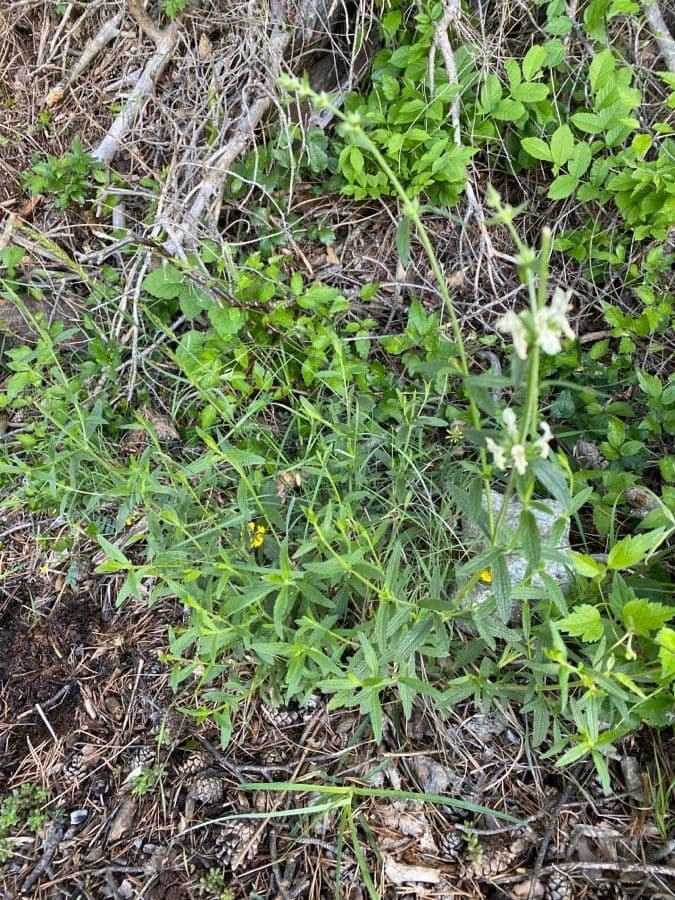 Stregona gialla 13