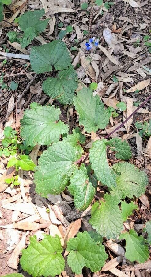 Salvia 9