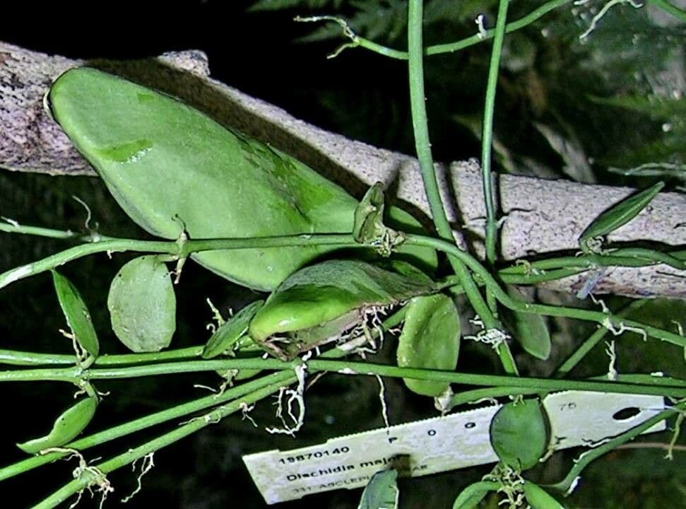 Dischidia 6