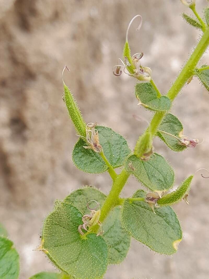 Cleome