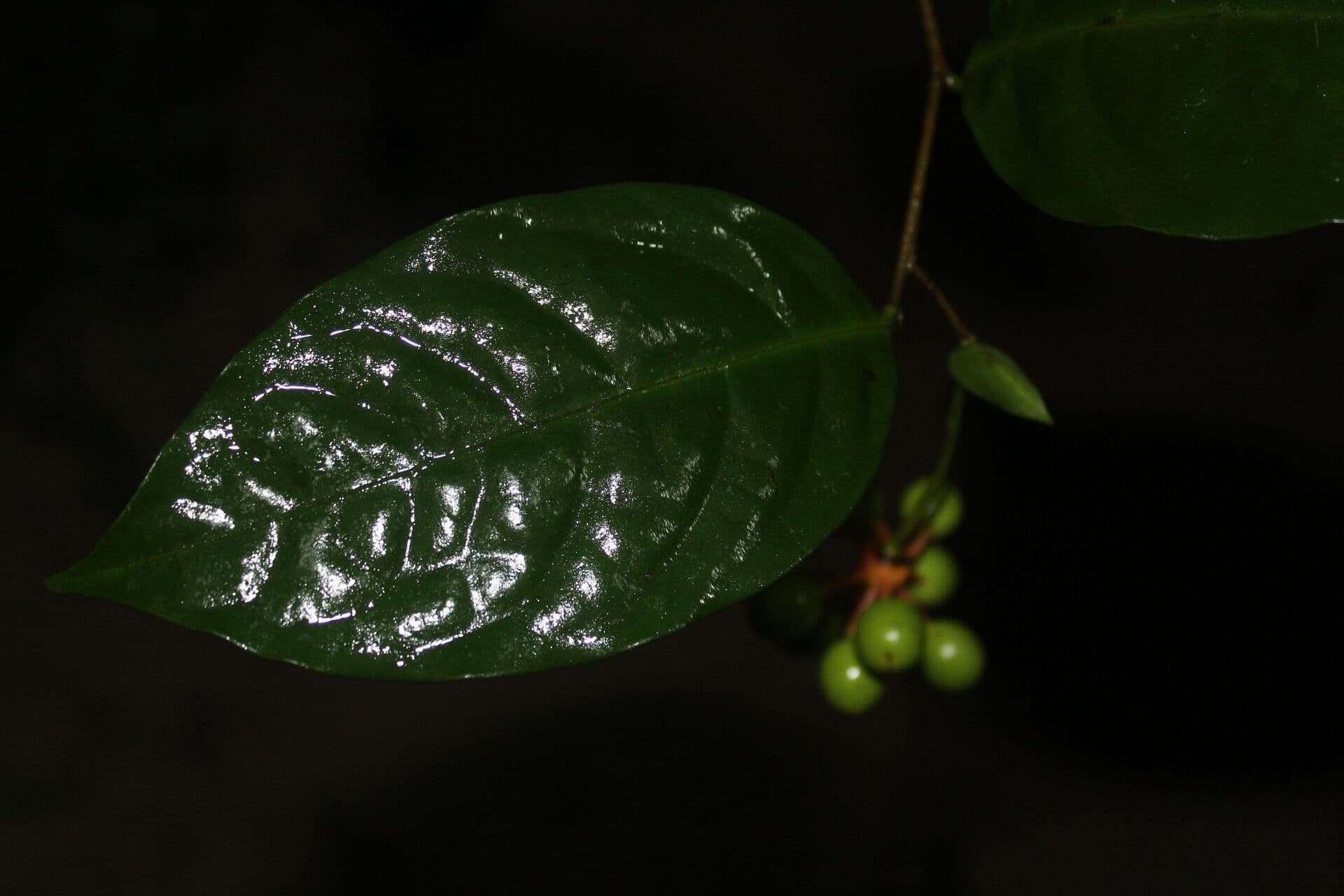 Desmopsis 5