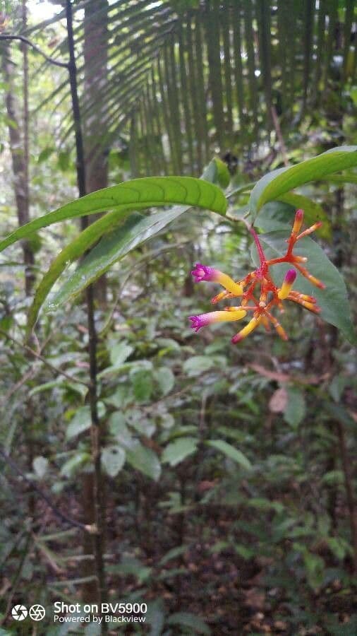 Palicourea