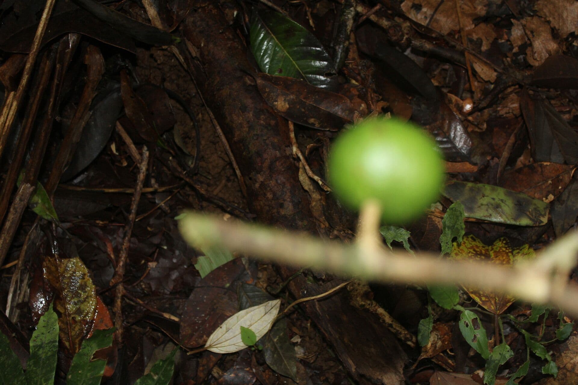 Eugenia 2