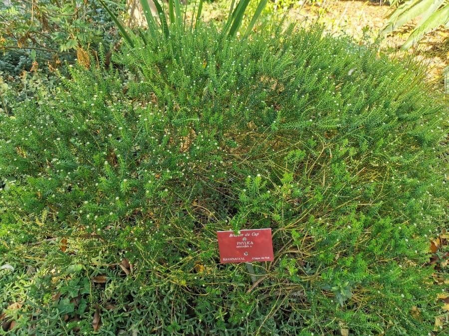 Phylica ericoides 7