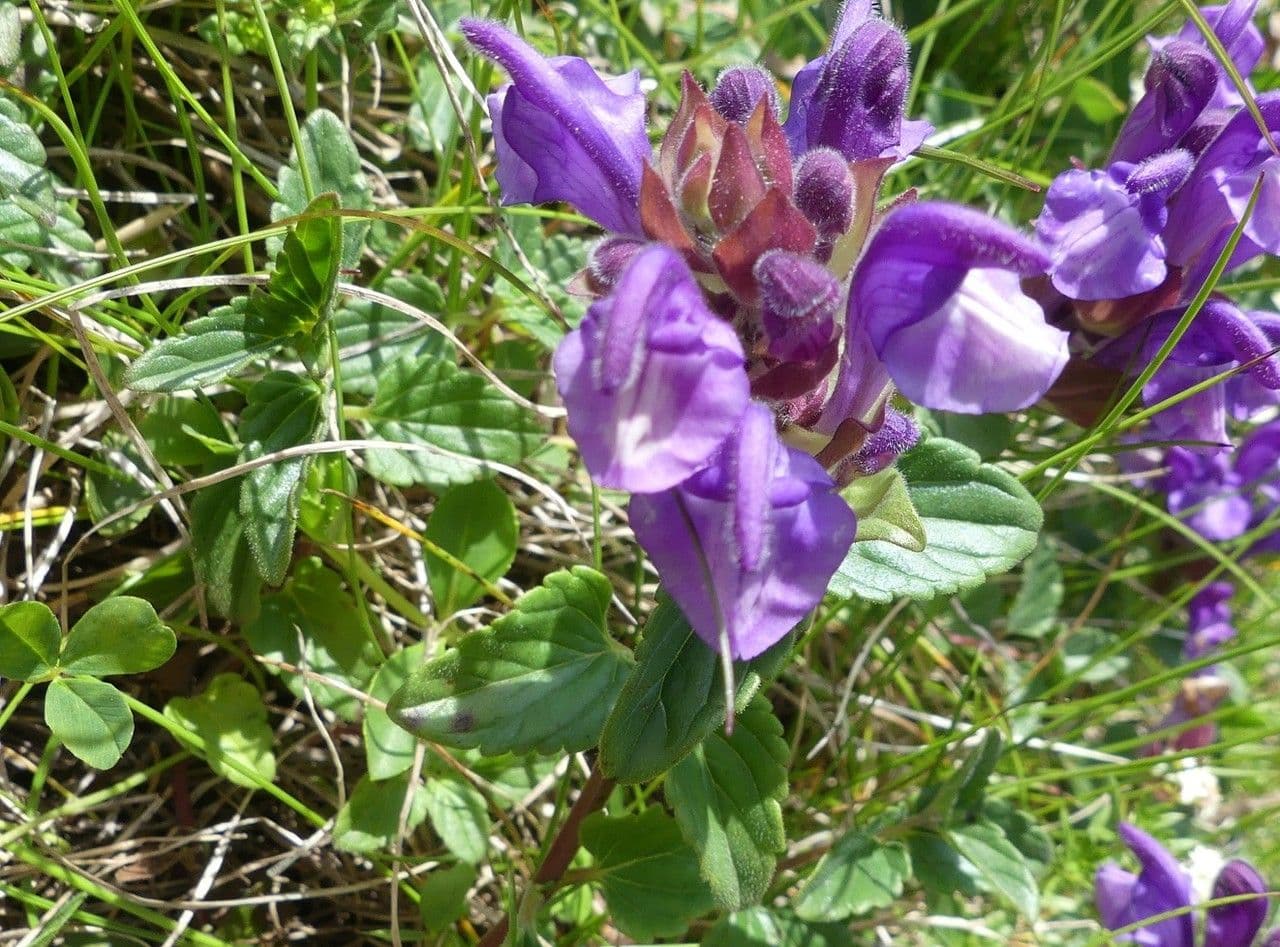 Tarczyca alpejska 18